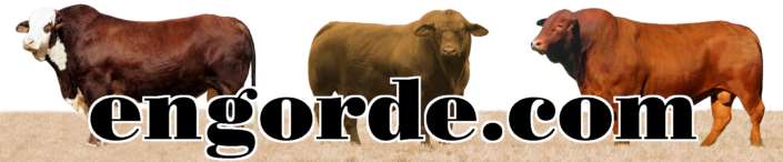 www.engorde.com
